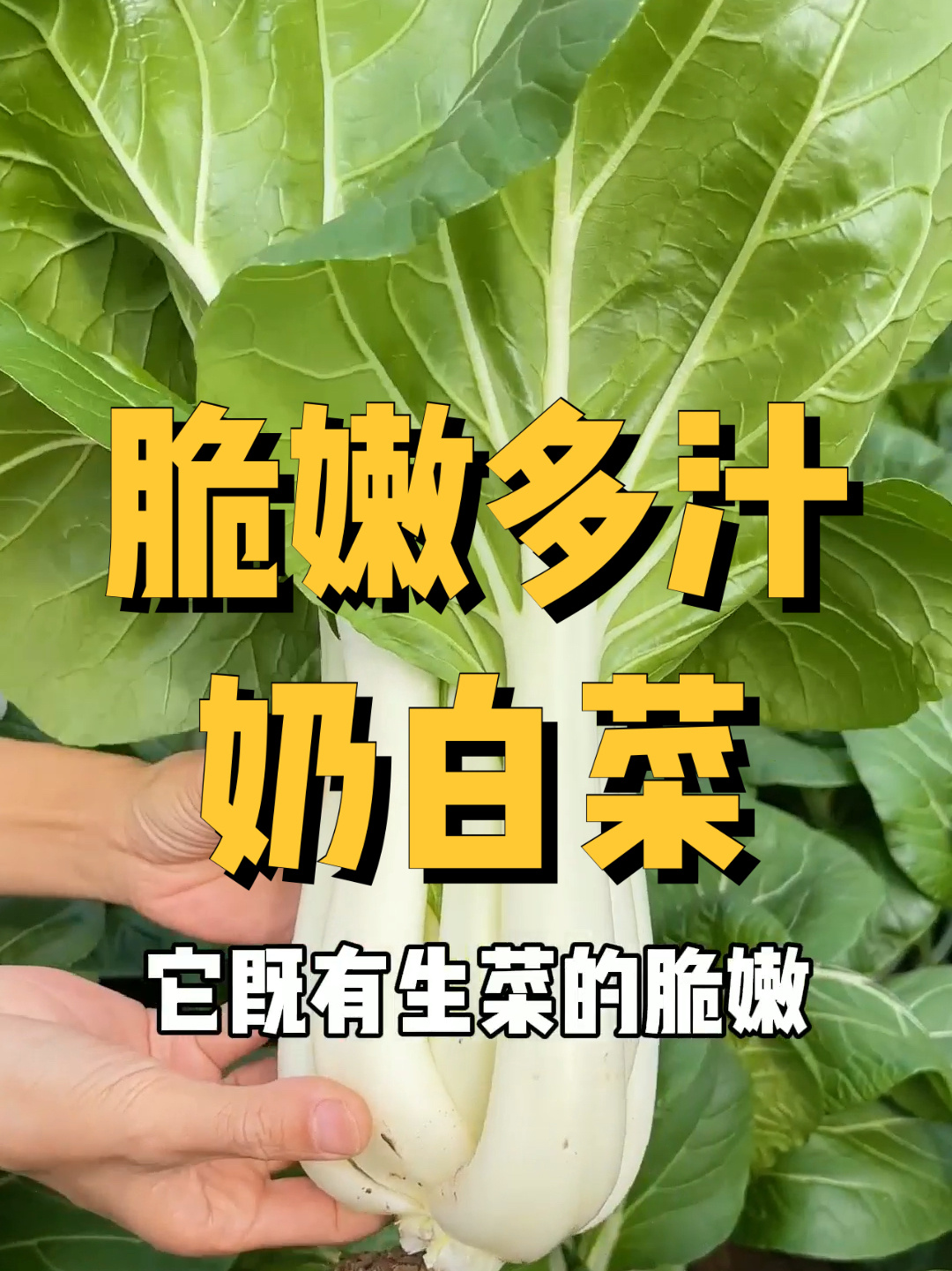 脆嫩多汁奶油小白菜
