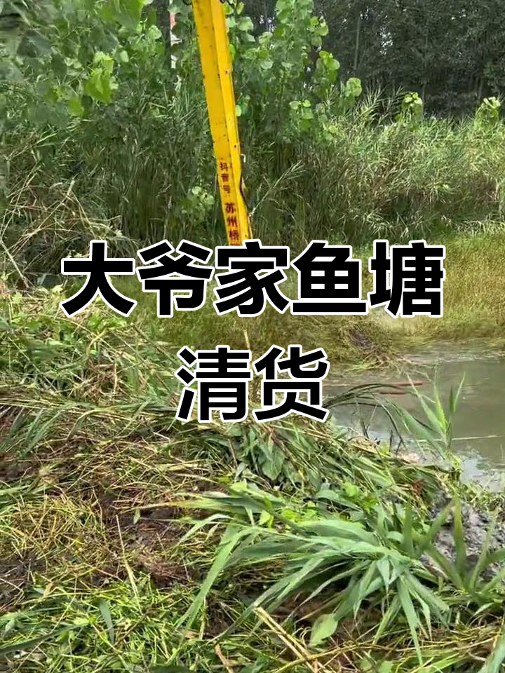 清理鱼塘大丰收,黄鳝梅鱼一网打尽