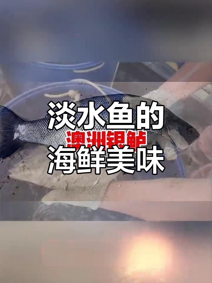 淡水鱼也能吃出海鲜味,澳洲银鲈鲜美无刺