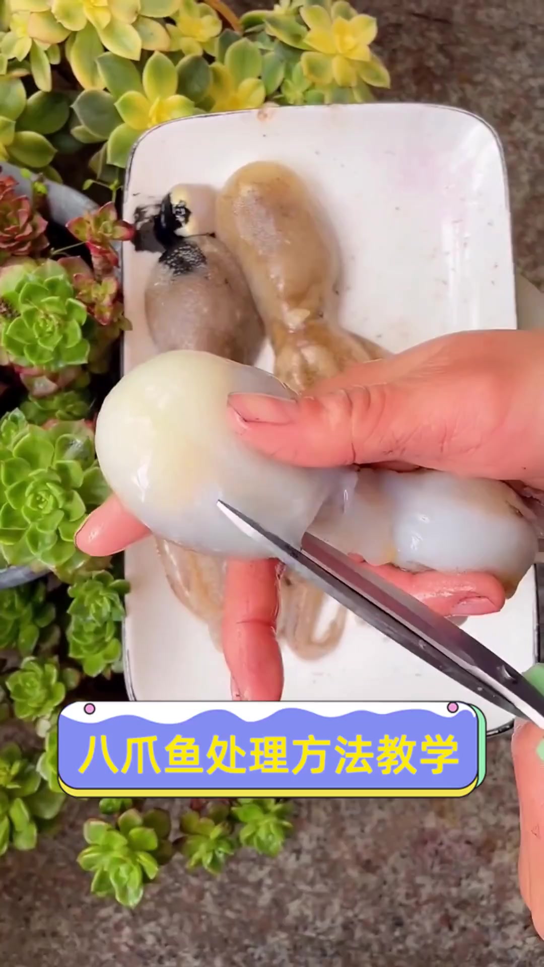 八爪鱼处理方法教学