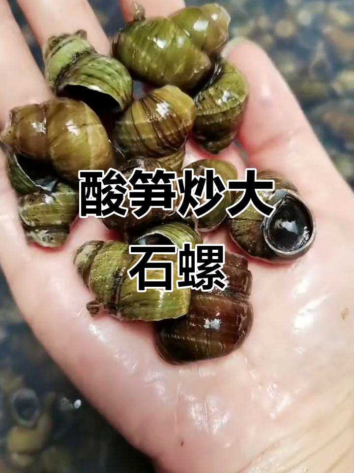 南雄风味酸笋炒石螺,超大个的田螺让你停不下来