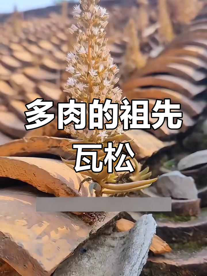 瓦松:多肉植物的鼻祖,历史悠久的本草