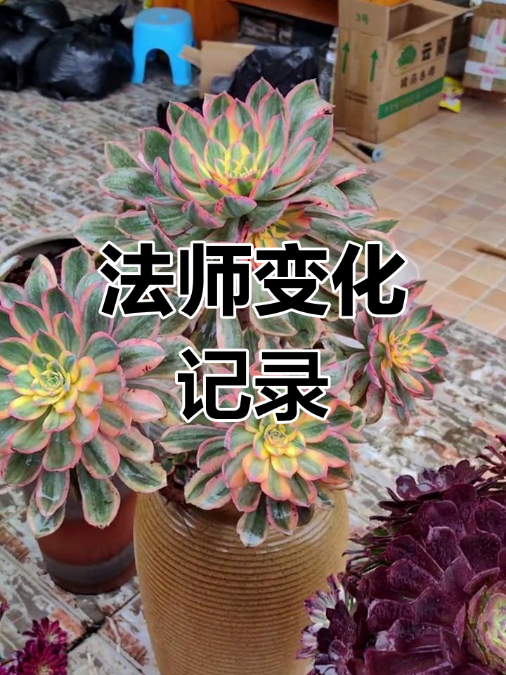 灿烂法师三个月的变化,见证成长