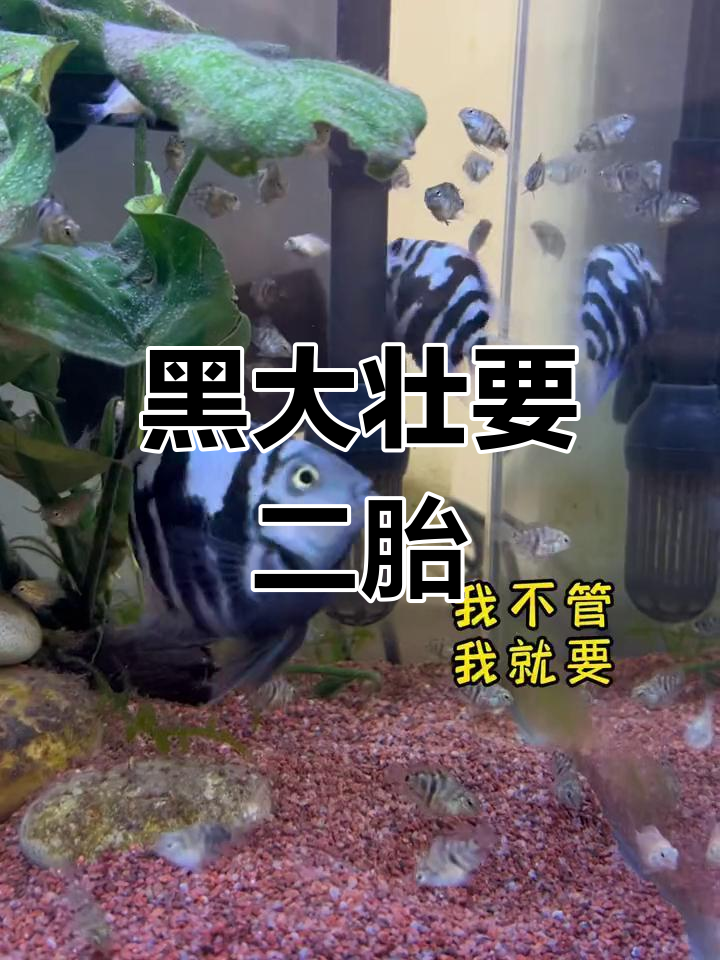 迷你鹦鹉鱼繁殖难,尾巴变红三次