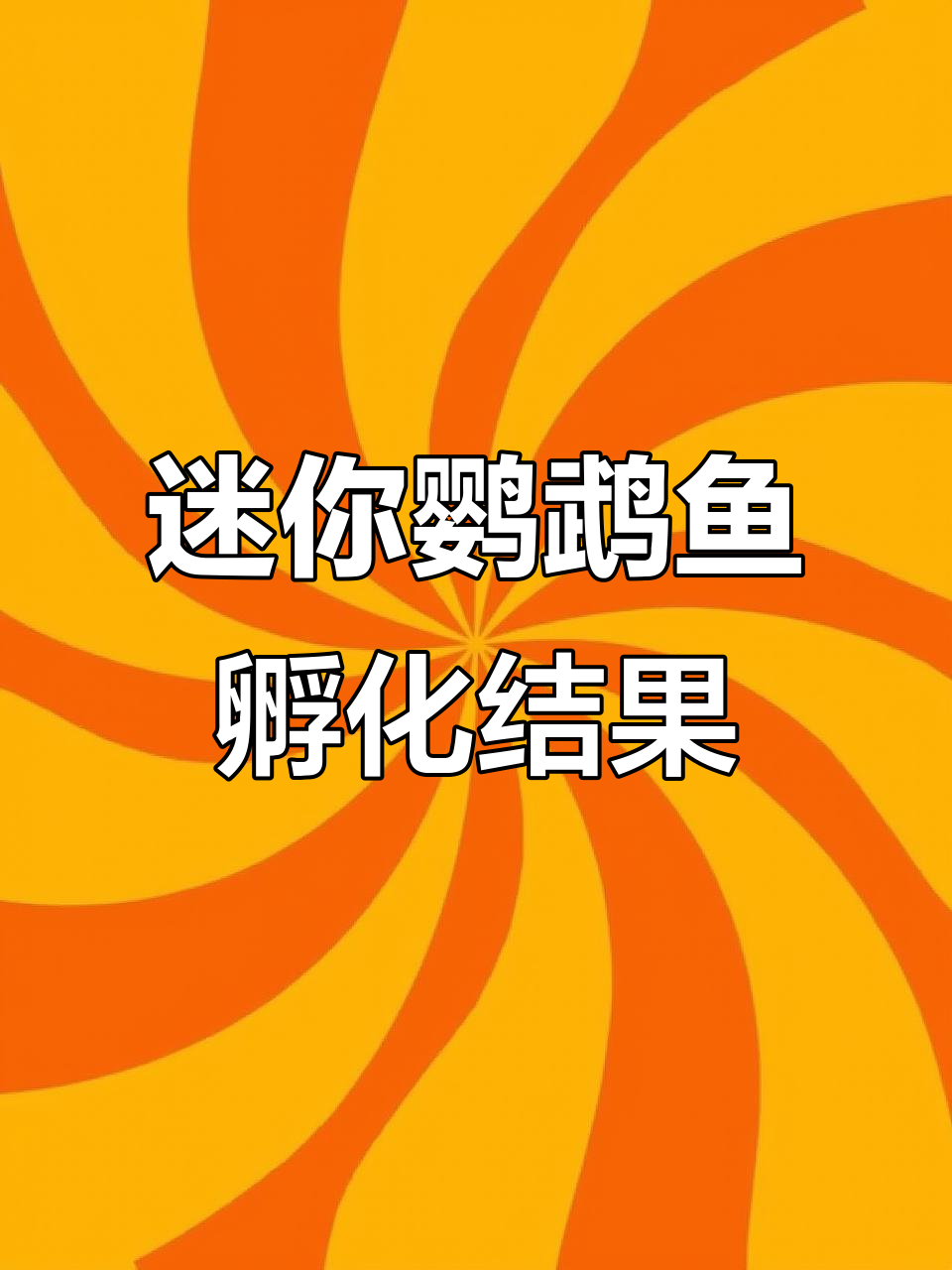 迷你鹦鹉鱼孵化失败,燕鱼卵被吃掉了?