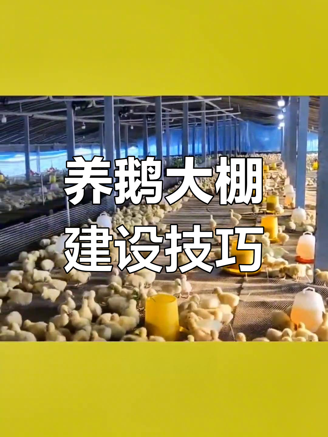 养鹅大棚建造指南,科学搭建提升养殖效率