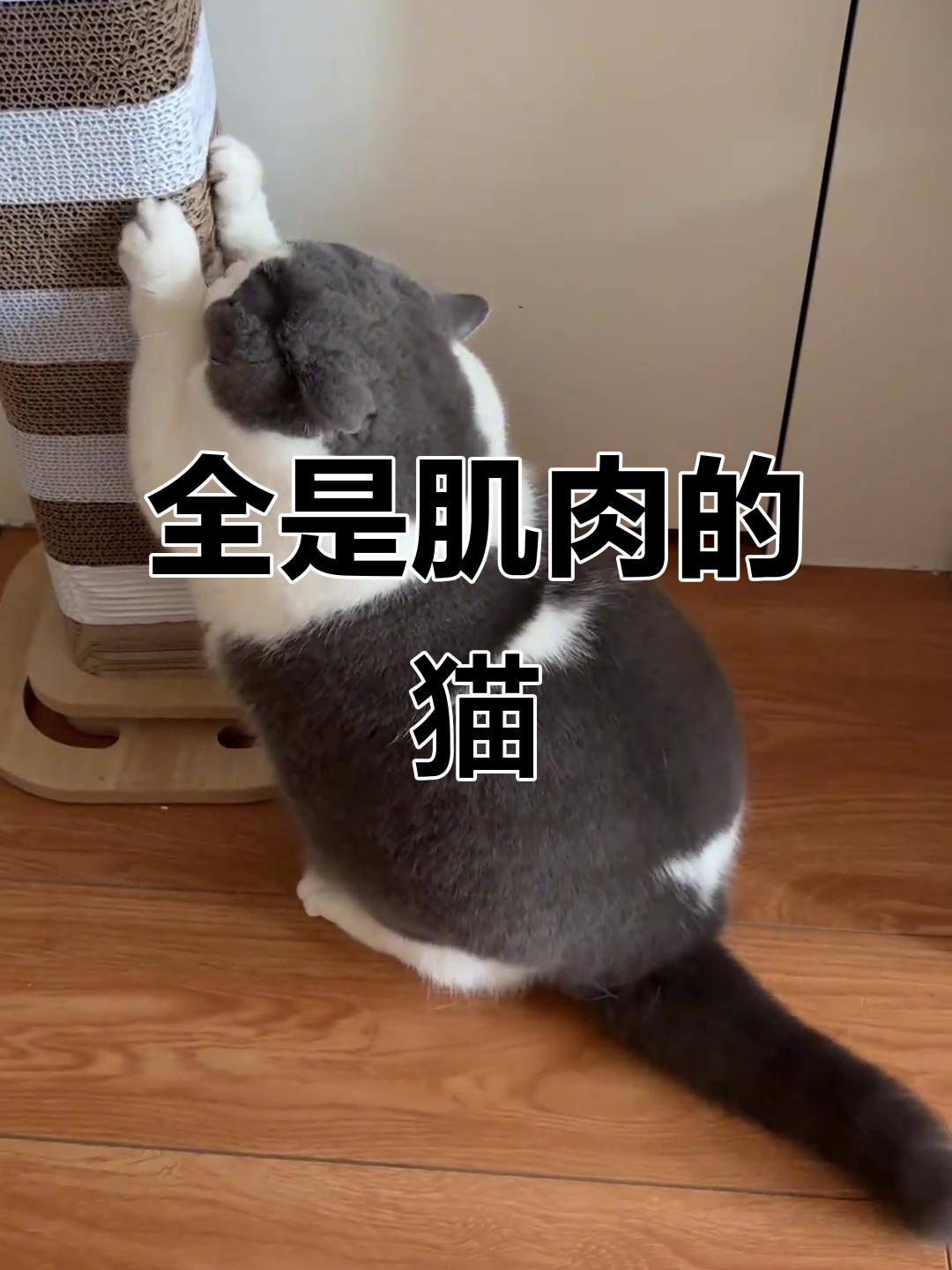 猫咪肌肉满满,运动达人上线!