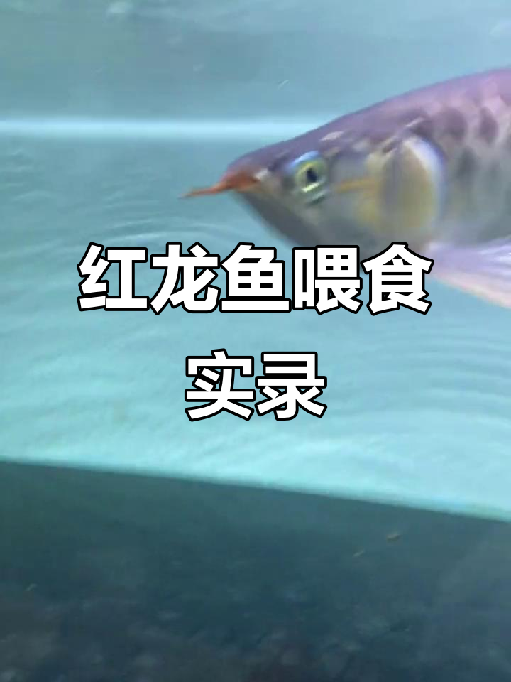 康龙水族:短生大湖鱼红龙鱼的喂食日常,状态超猛