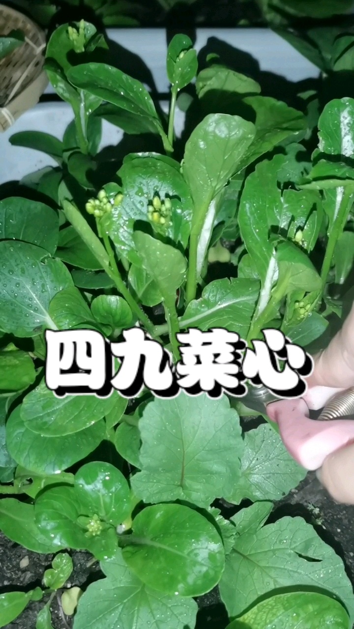 种菜|采摘四九菜心「分享种植方法」