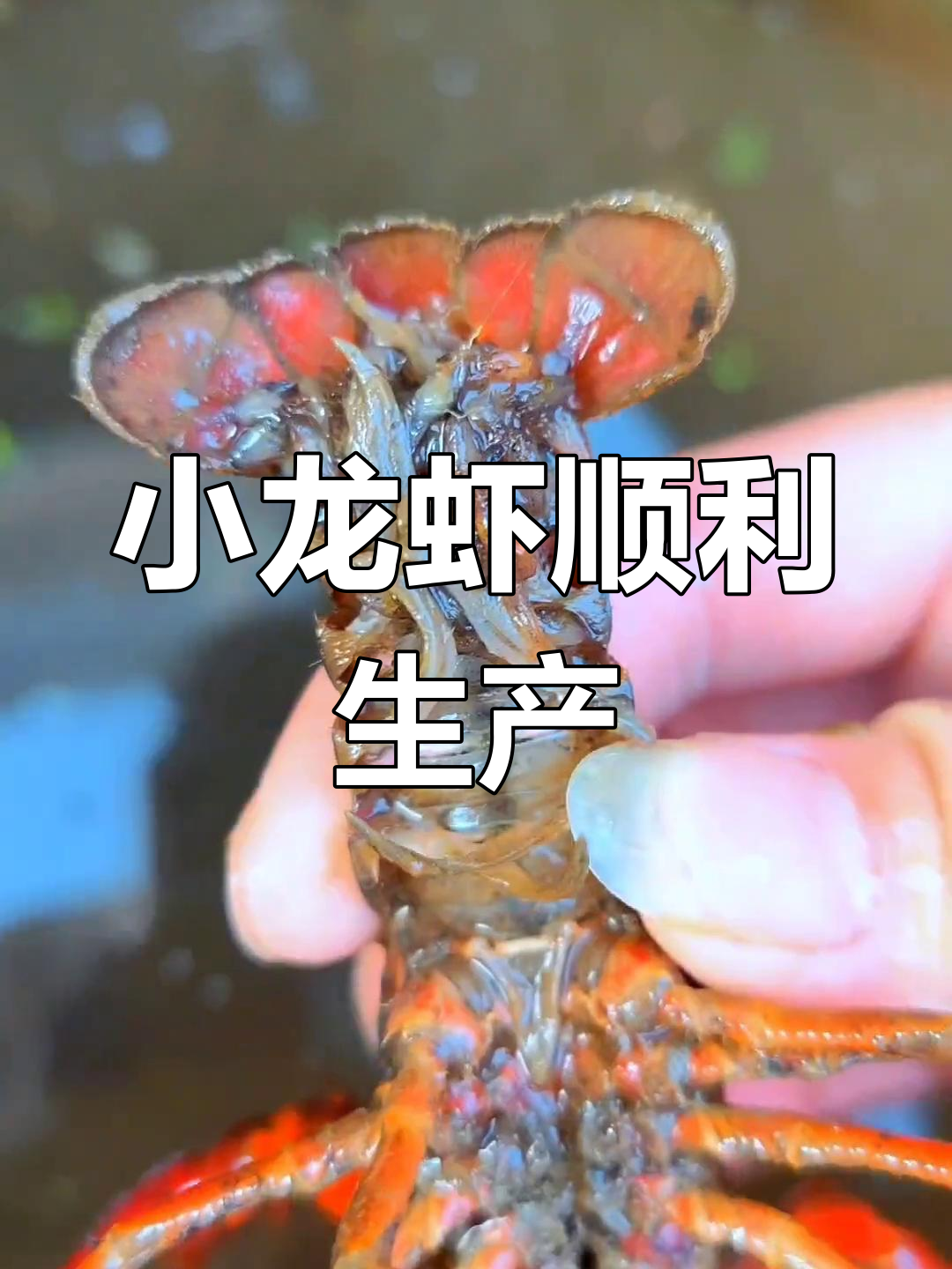 小龙虾孕育新生命,乡村大缸里的惊喜发现