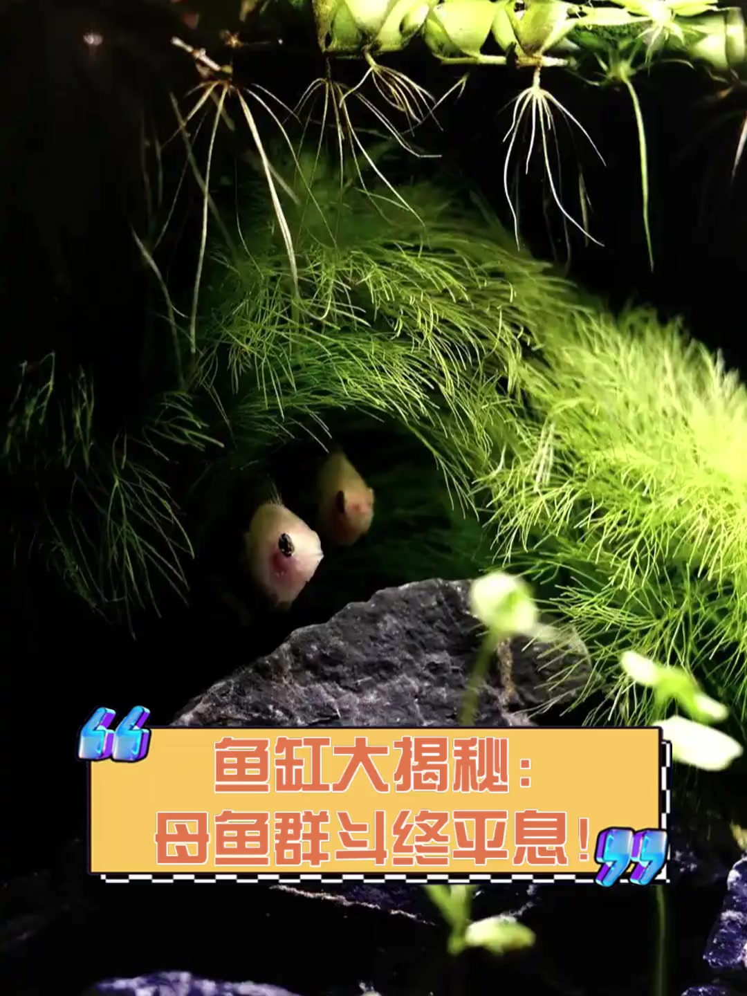 鱼缸大揭秘:母鱼群斗终平息!