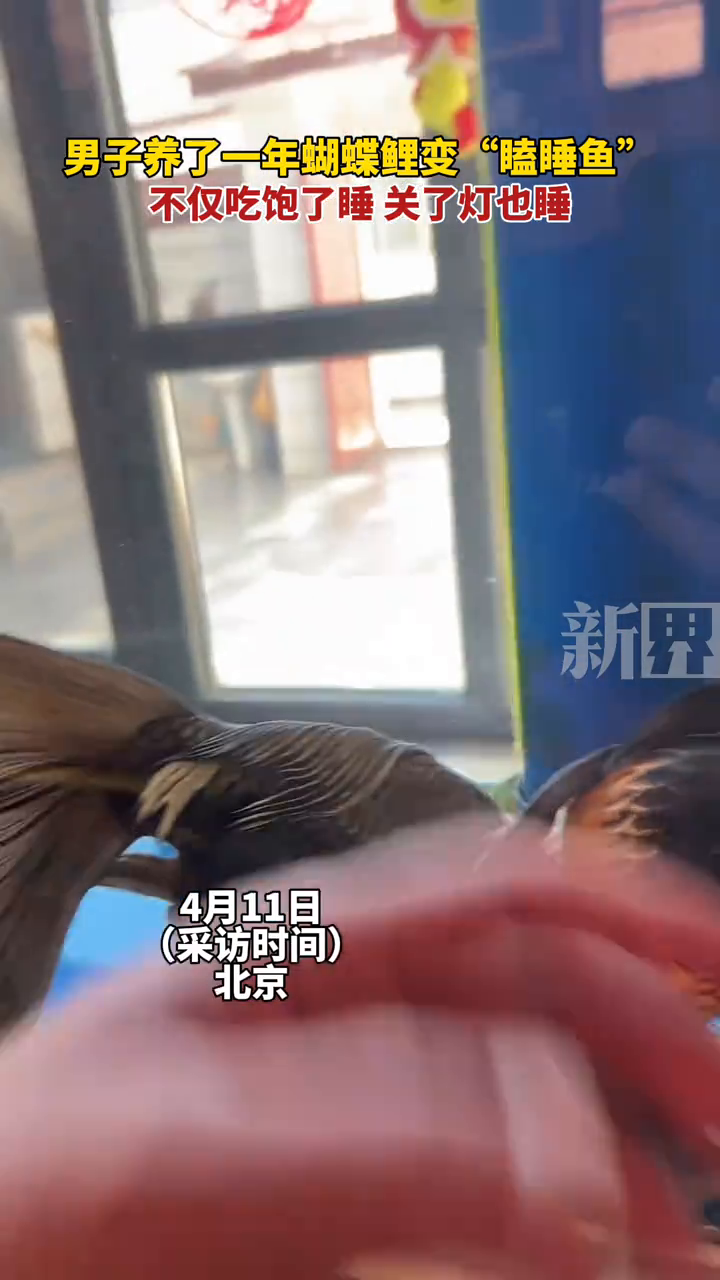 男子养了一年的蝴蝶鲤变“瞌睡鱼”,不仅吃饱了睡,关了灯也睡