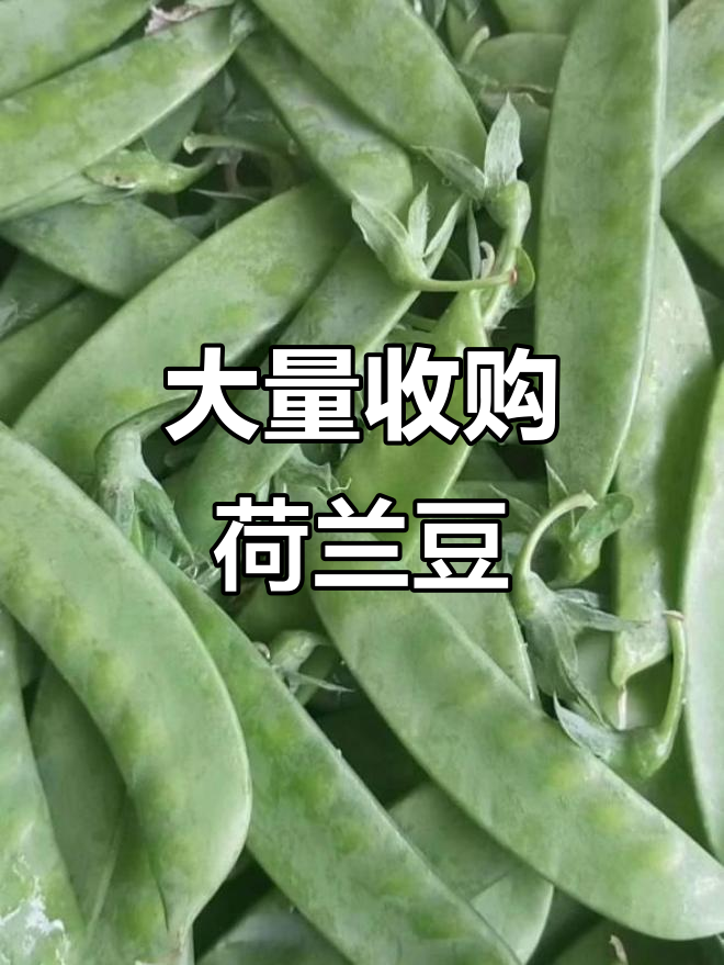 荷兰豆种植与收购全攻略,欢迎新老朋友联系