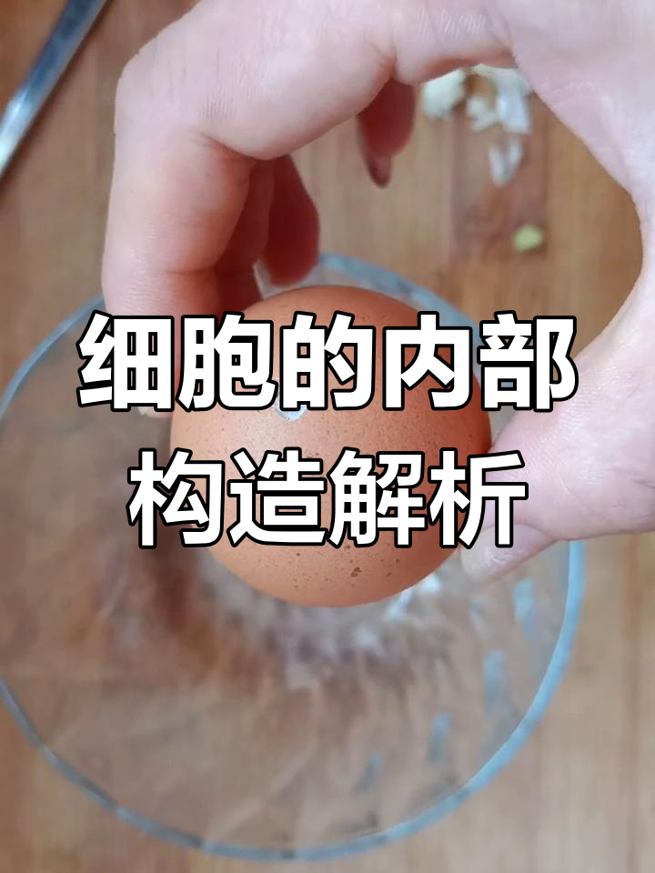 细胞解剖大揭秘:从鸡蛋到叶绿体,一步步了解结构