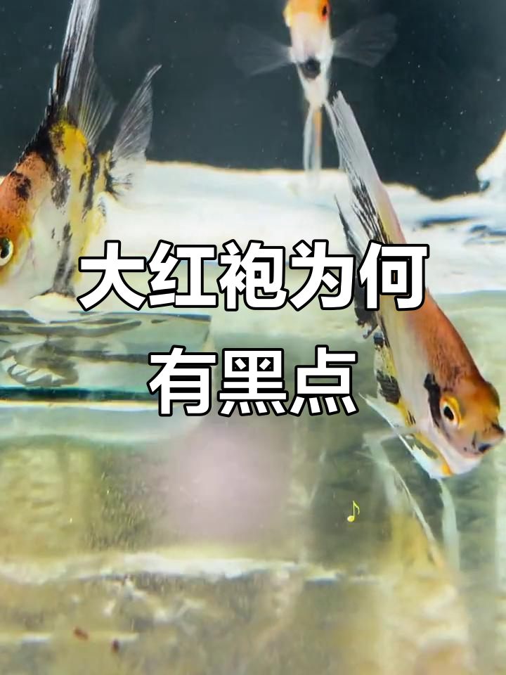 燕鱼繁殖的基因奥秘：为什么大红袍不能全红？