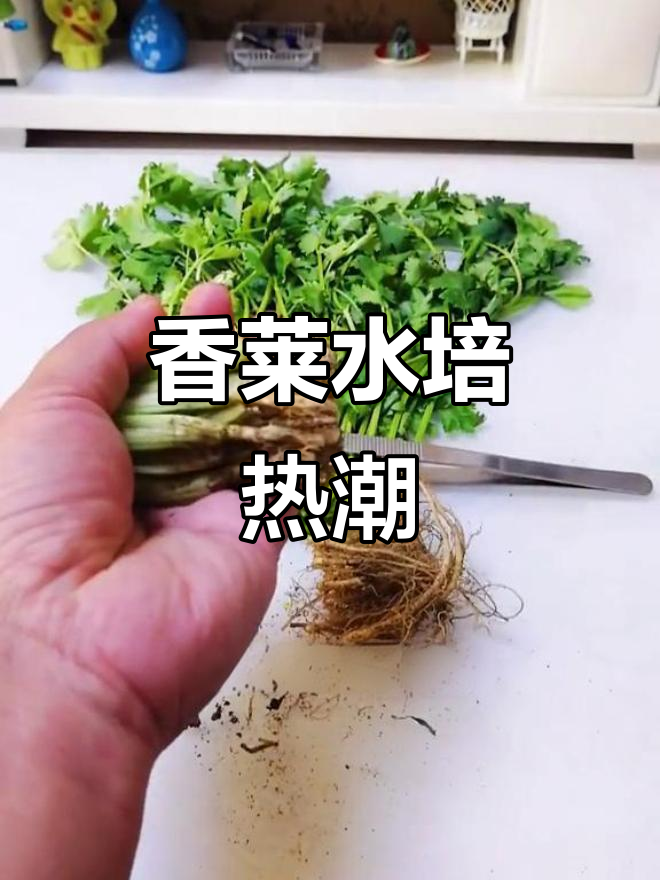 水培香菜火爆,近千万播放量!