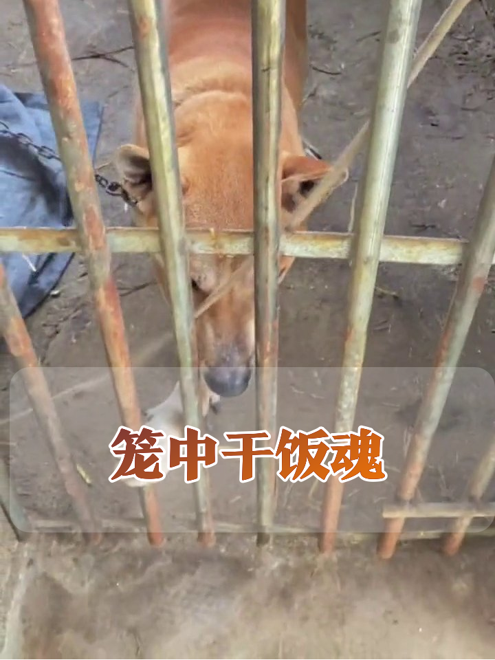 狗子被关急得扒栏杆,铁笼:这届狗太难管了!