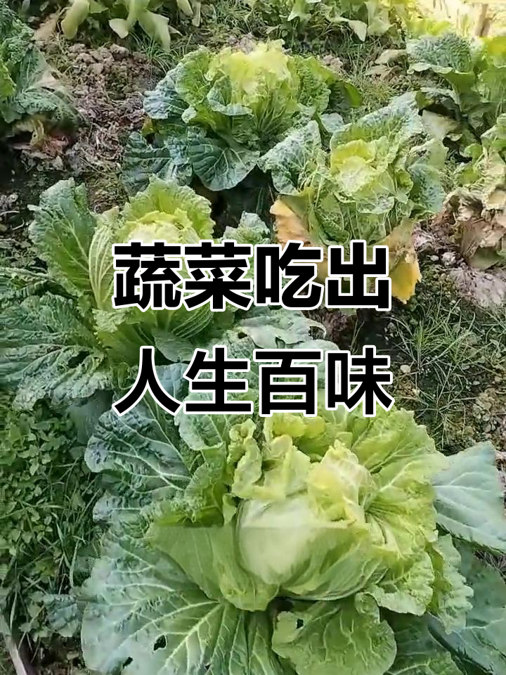 吃青菜吃到绝望,各种疼痛和困扰全都来了