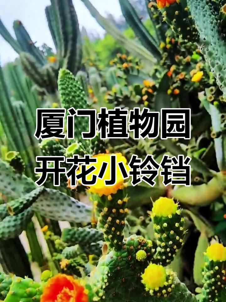 厦门植物园的肉肉们，花朵含苞待放，刺上带着甜蜜微笑
