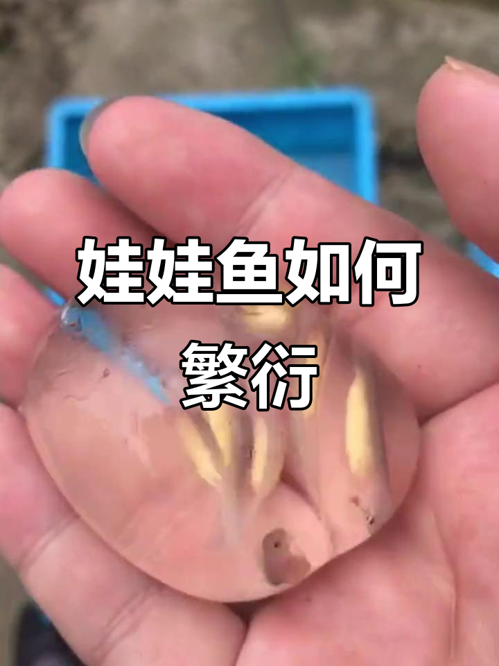 娃娃鱼的繁殖过程竟然是这样!