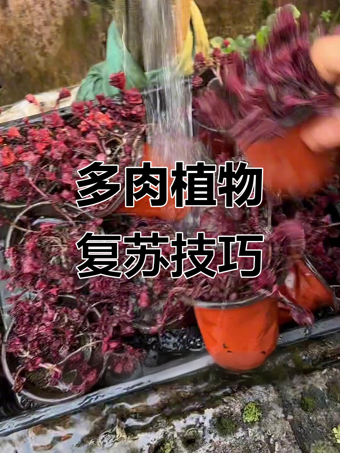 干枯的多肉植物如何复活?教你一招轻松恢复生机