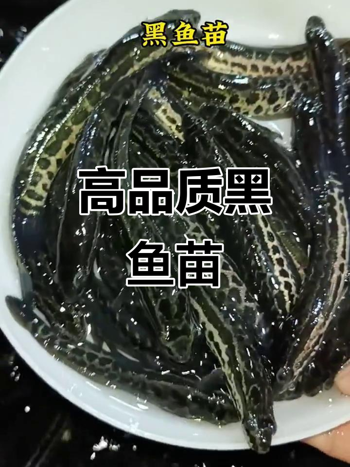 优质杂交黑鱼苗，乌鱼苗生鱼苗供应