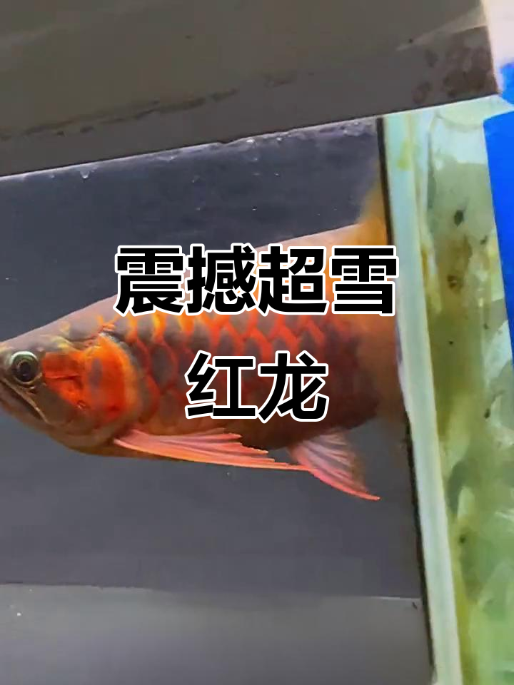 超血战车红龙鱼,白光灯下的震撼表现