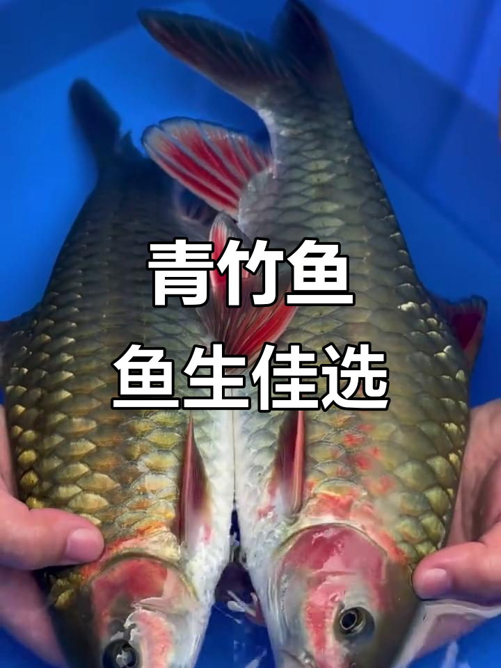 青竹鱼:淡水美味,首选鱼生鲜