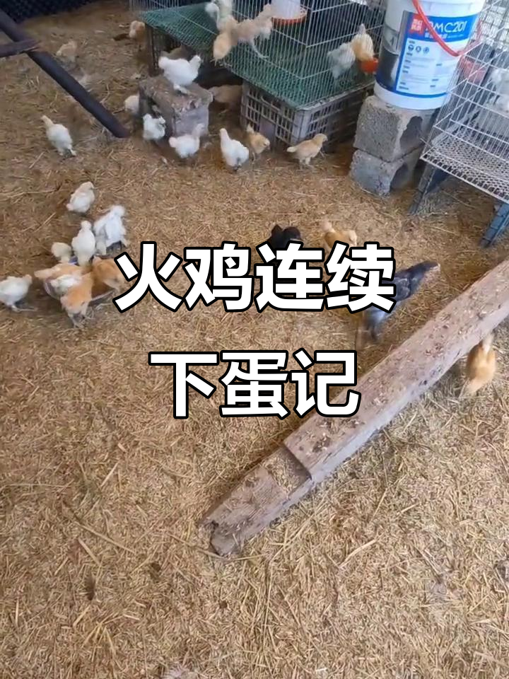 火鸡下蛋日常,农村养殖趣事大揭秘