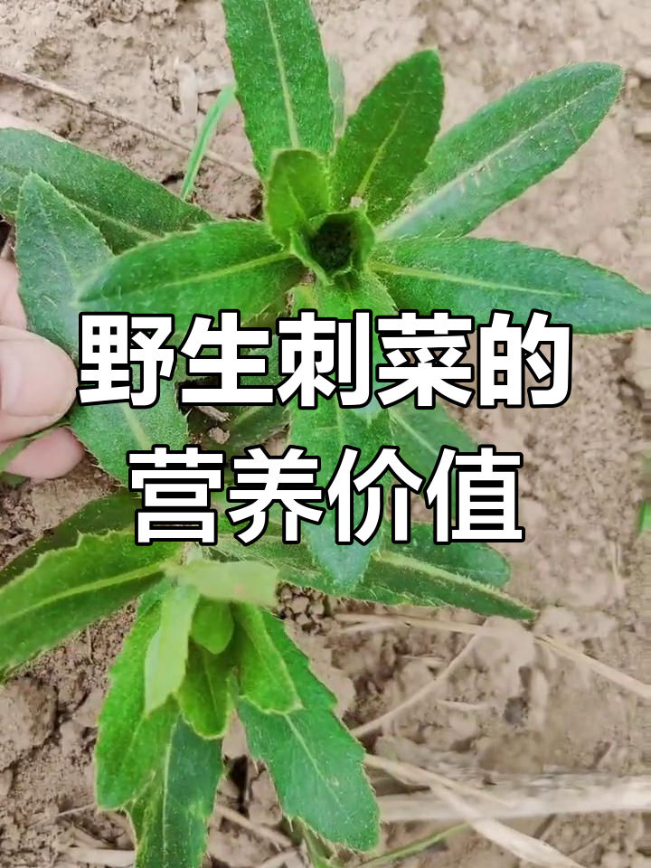 田间刺菜的独特美味与功效