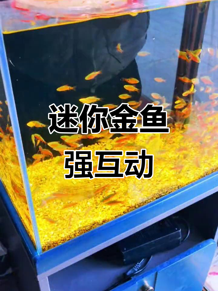 小型冷水鱼,金元宝带发色,互动性强
