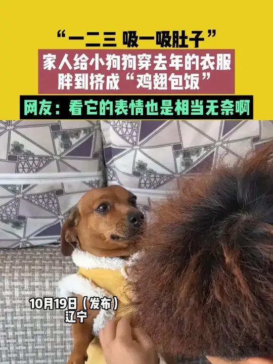 10月19日(发布),辽宁。素材来源:“一二三 吸一吸肚子”。家人给小狗狗穿去年的衣服,胖