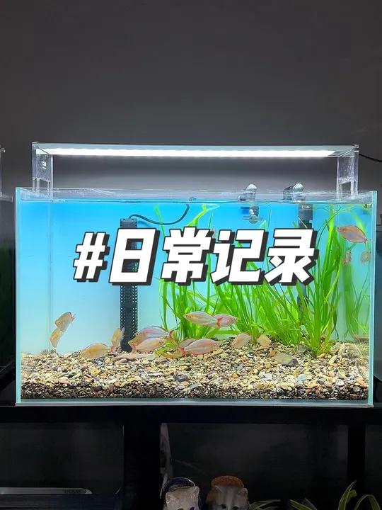 简单开一个养鱼的小缸 一分钟开缸教程 鱼缸里的大自然 观赏鱼 养鱼养心 水草造景 水族