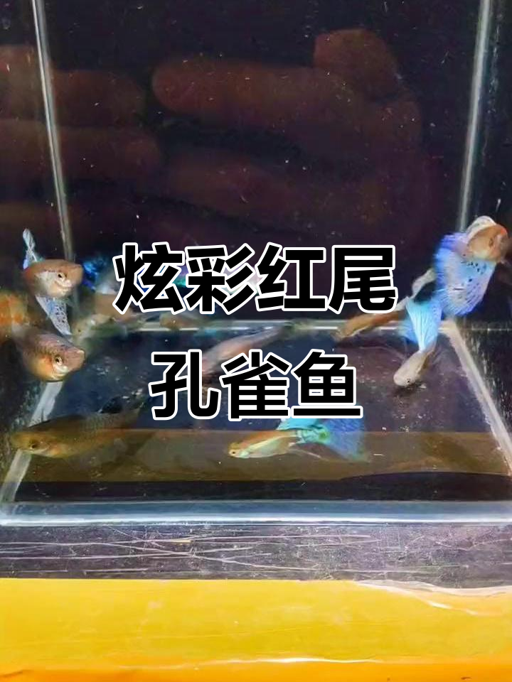 红草孔雀鱼大展身手,玻璃缸中的美丽舞会