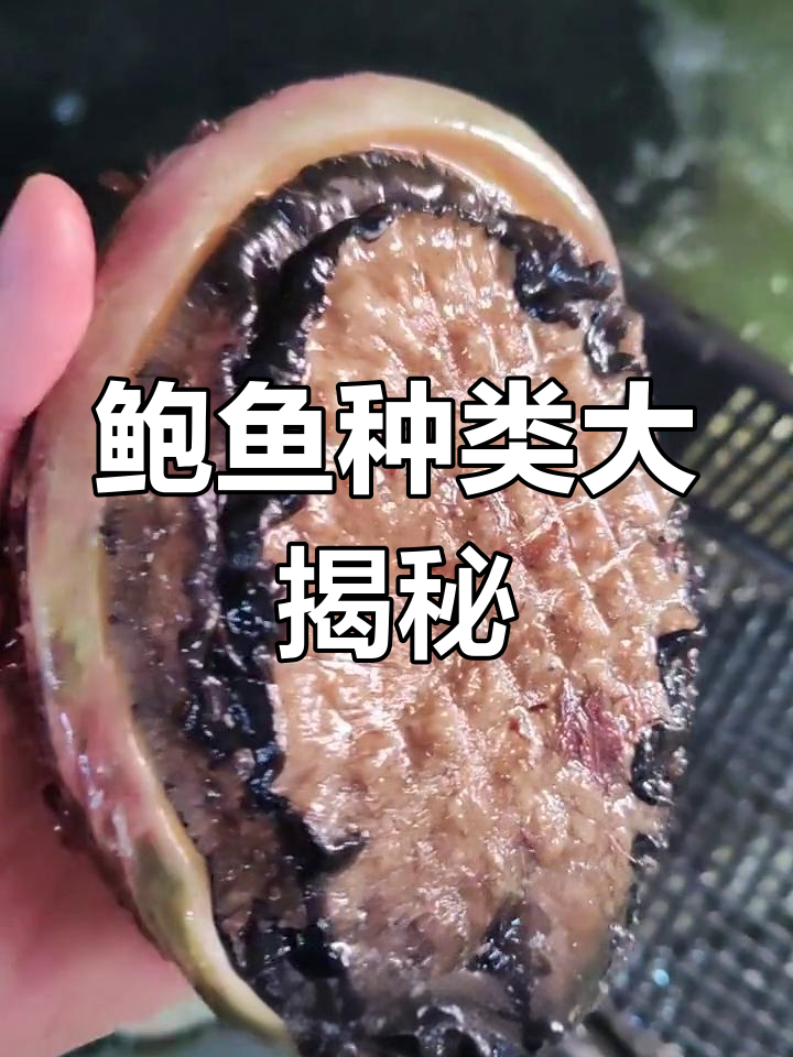 黑金鲍与黑唇鲍有何不同?它们都是澳鲍吗?