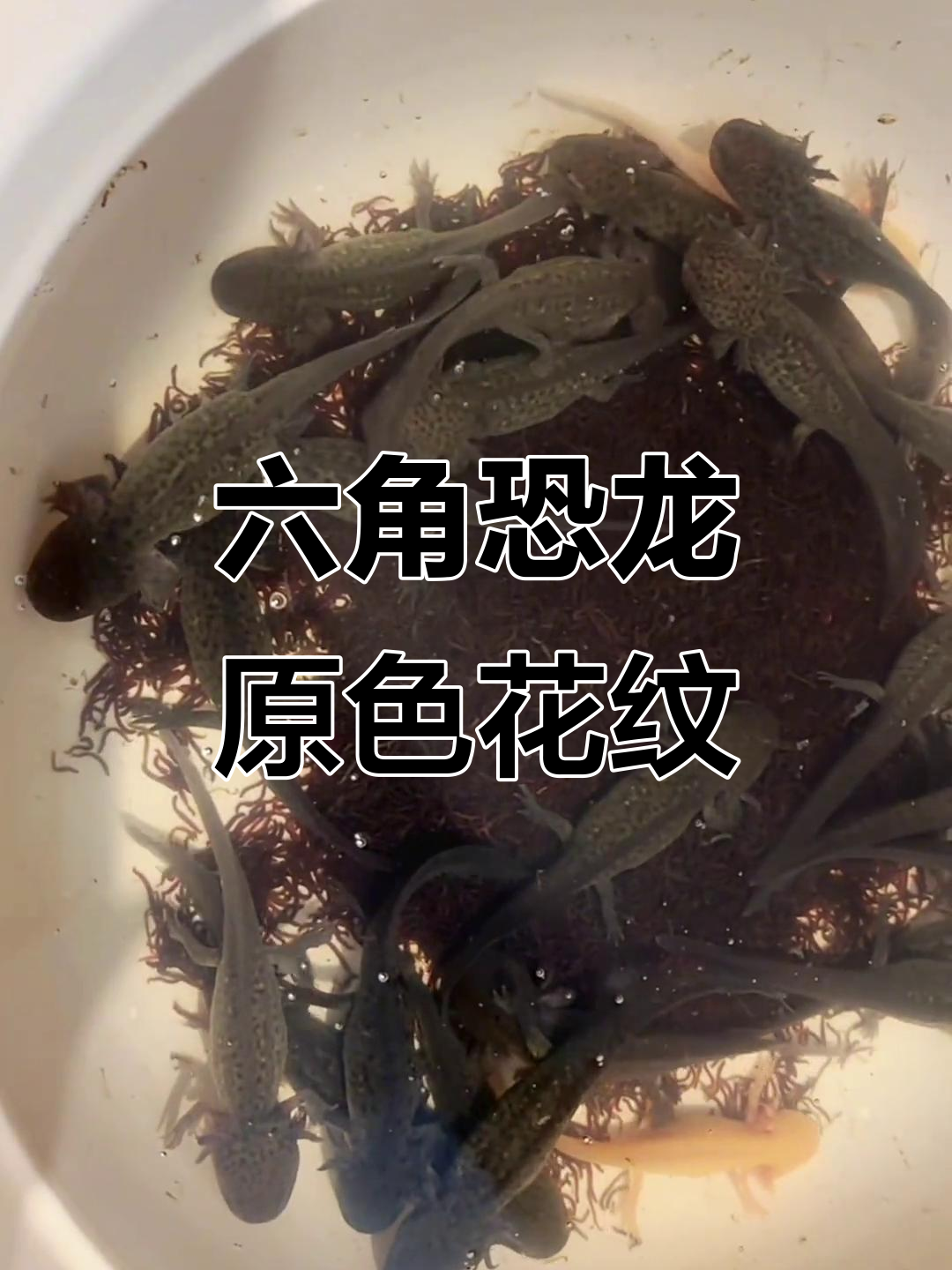 六角恐龙花纹原色,独特魅力尽显