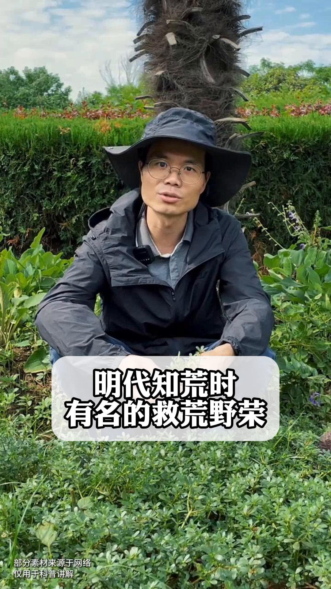 明代饥荒时,有名的救荒野菜!