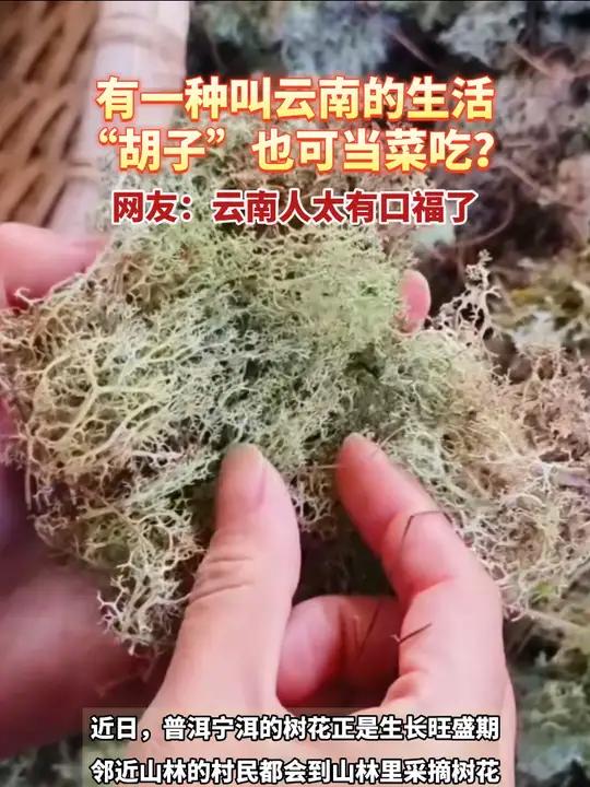 “胡子”也可当菜吃?云南人的野菜等你来尝鲜