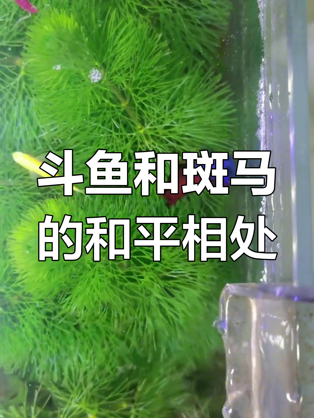 斗鱼与斑马混养一个月,竟然没有打起来!
