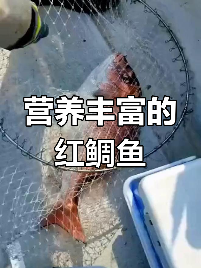 红鲷鱼:渤海至南海的珍贵美味