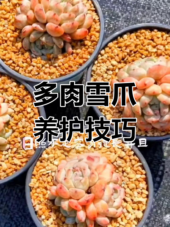 雪爪多肉养护全攻略