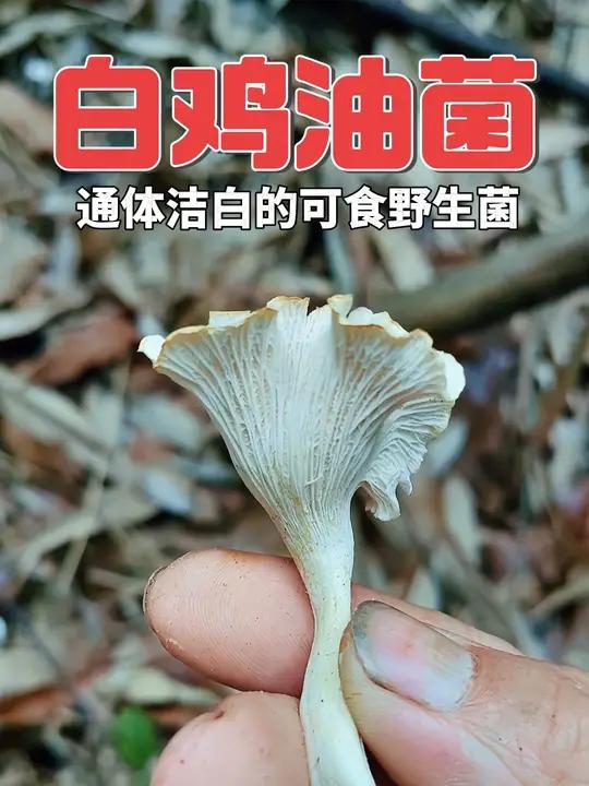 白鸡油菌 通体洁白的美味野生蘑菇
