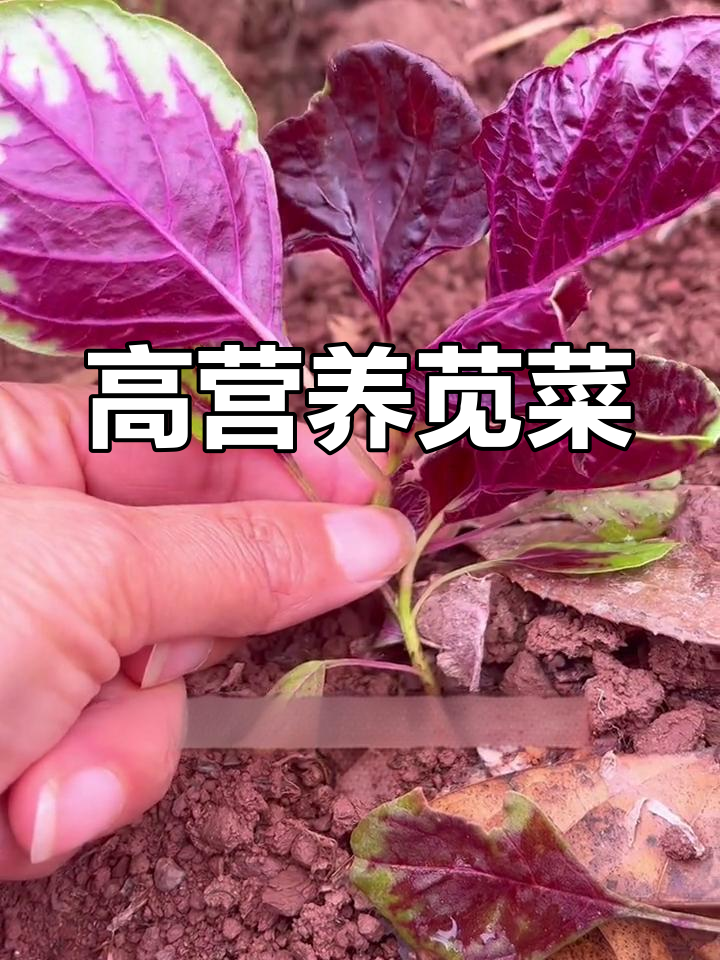 苋菜:钙铁丰富,营养价值高,深秋采收更旺盛