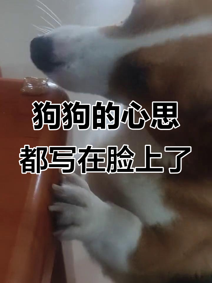 狗狗为了吃肉,表情变化太搞笑了