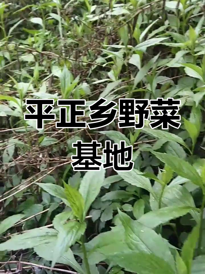 贵州遵义平正乡:纯天然野生蔬菜基地,自由采摘美味又健康