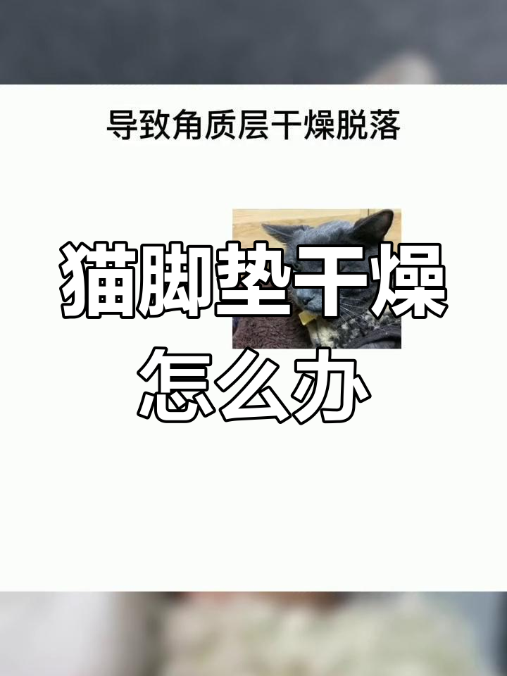 猫咪肉垫干裂的原因及解决方法
