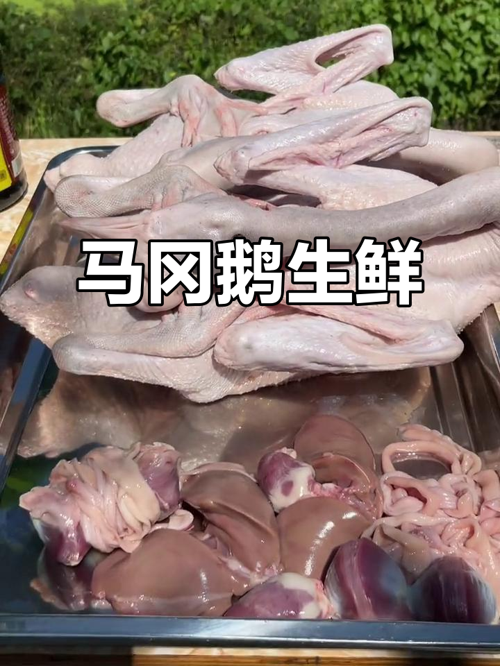 云姐家散养马冈鹅,雪白鲜嫩,100-120天老儿通儿