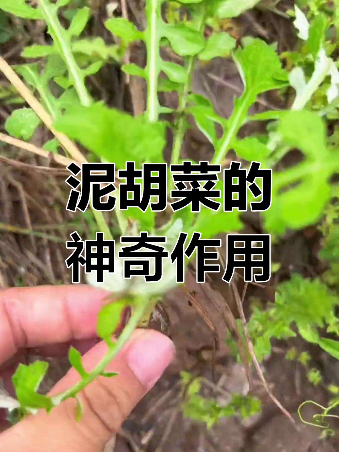 泥胡菜:田间大宝贝,营养丰富可食用