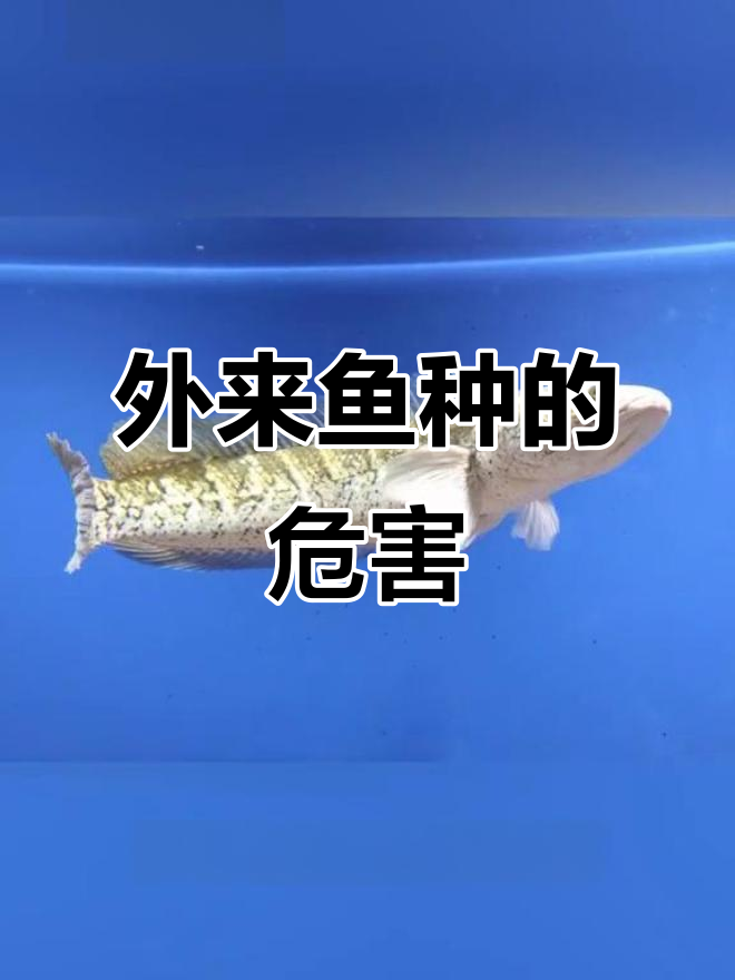 11种外来入侵鱼类,如何成为生态杀手?