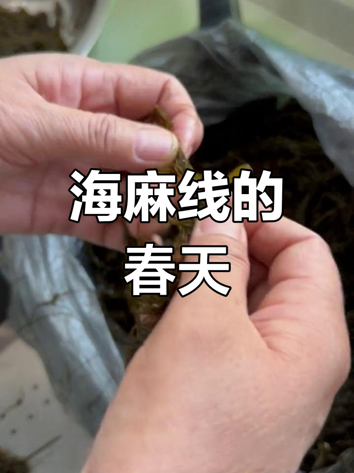 春季海麻线鲜嫩,搭配蔬菜海鲜,味道绝佳!